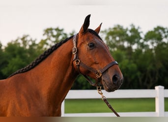 Andaluso Mix, Castrone, 12 Anni, Baio ciliegia