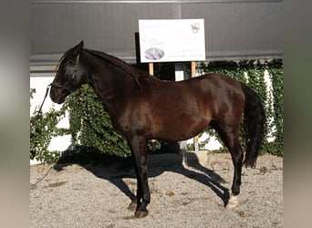 Andaluso, Castrone, 13 Anni, 152 cm, Morello