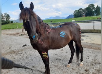 Andaluso, Castrone, 13 Anni, 152 cm, Morello