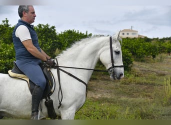 Andaluso, Castrone, 13 Anni, 160 cm, Grigio