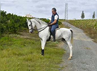 Andaluso, Castrone, 13 Anni, 160 cm, Grigio