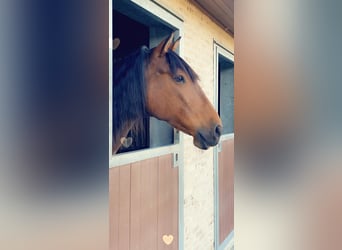 Andaluso, Castrone, 13 Anni, 165 cm, Baio