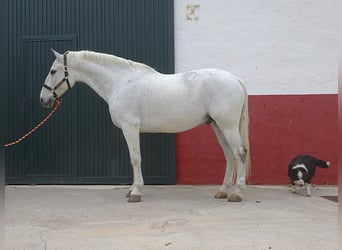 Andaluso, Castrone, 13 Anni, 166 cm, Grigio