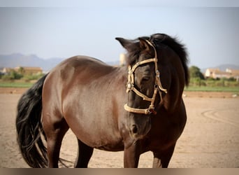 Andaluso Mix, Castrone, 14 Anni, 154 cm, Morello