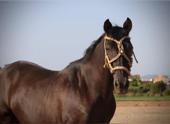 Andaluso Mix, Castrone, 14 Anni, 154 cm, Morello
