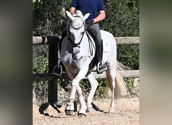 Andaluso, Castrone, 14 Anni, 156 cm, Grigio