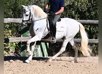 Andaluso, Castrone, 14 Anni, 156 cm, Grigio