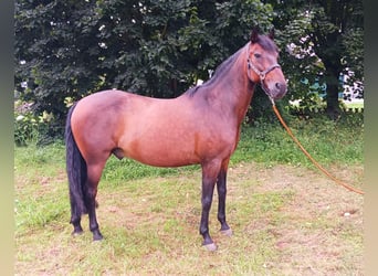 Andaluso, Castrone, 14 Anni, 158 cm, Baio