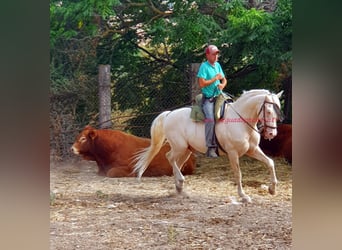 Andaluso, Castrone, 14 Anni, 158 cm, Champagne