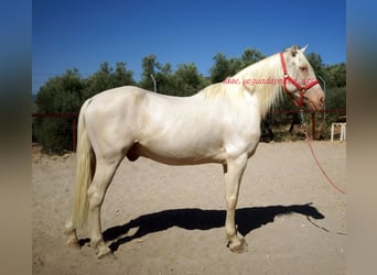 Andaluso, Castrone, 14 Anni, 158 cm, Champagne