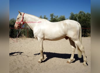 Andaluso, Castrone, 14 Anni, 158 cm, Champagne