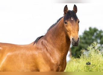Andaluso, Castrone, 14 Anni, 160 cm, Baio