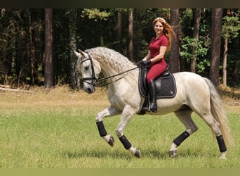 Andaluso, Castrone, 14 Anni, 160 cm, Grigio trotinato