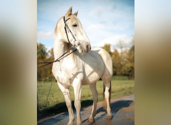 Andaluso Mix, Castrone, 15 Anni, 155 cm, Grigio
