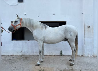 Andaluso, Castrone, 15 Anni, 156 cm, Grigio