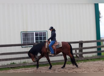 Andaluso, Castrone, 15 Anni, 157 cm, Baio ciliegia