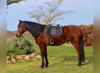 Andaluso, Castrone, 15 Anni, 157 cm, Baio ciliegia