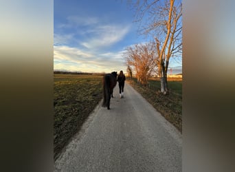 Andaluso Mix, Castrone, 15 Anni, 160 cm, Baio roano