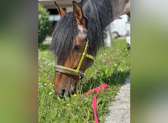 Andaluso Mix, Castrone, 15 Anni, 160 cm, Baio roano