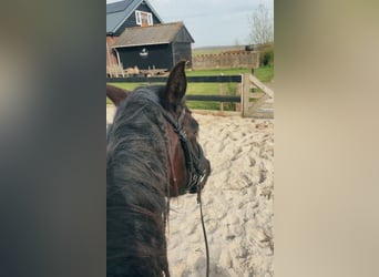 Andaluso, Castrone, 15 Anni, 165 cm, Baio nero