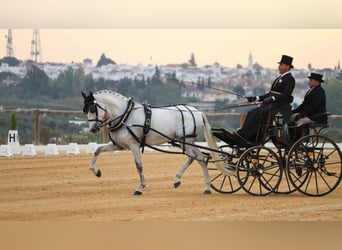 Andaluso, Castrone, 16 Anni, 164 cm, Grigio