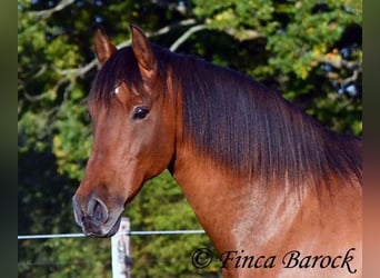 Andaluso, Castrone, 16 Anni, 165 cm, Baio