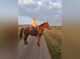 Andaluso Mix, Castrone, 16 Anni, 165 cm, Baio