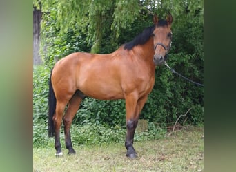 Andaluso, Castrone, 16 Anni, 165 cm, Baio