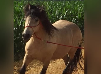 Andaluso, Castrone, 17 Anni, 156 cm, Pelle di daino