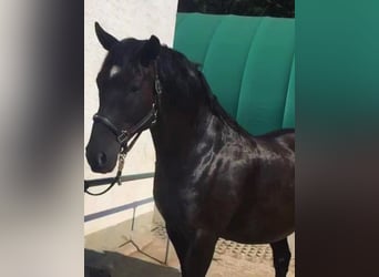 Andaluso, Castrone, 17 Anni, 164 cm, Morello