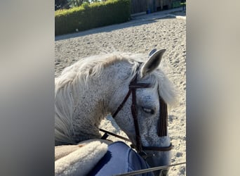 Andaluso, Castrone, 18 Anni, 165 cm, Grigio pezzato