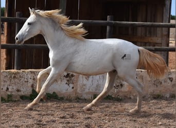 Andaluso, Castrone, 1 Anno, 162 cm, Grigio