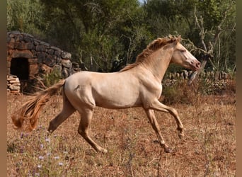 Andaluso, Castrone, 2 Anni, 149 cm, Perlino
