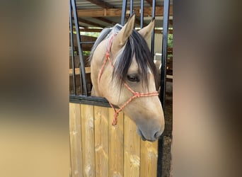 Andaluso, Castrone, 2 Anni, 151 cm, Pelle di daino