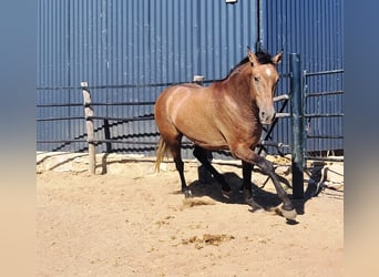 Andaluso, Castrone, 2 Anni, 154 cm, Falbo baio