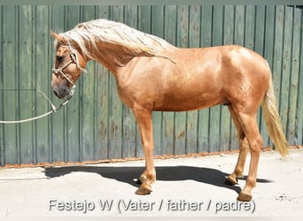 Andaluso, Castrone, 2 Anni, 154 cm, Grigio