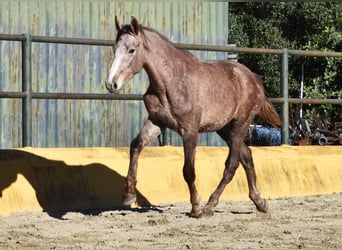 Andaluso, Castrone, 2 Anni, 154 cm, Grigio