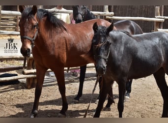 Andaluso, Castrone, 2 Anni, 155 cm, Baio
