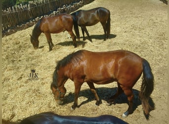 Andaluso, Castrone, 2 Anni, 155 cm, Baio