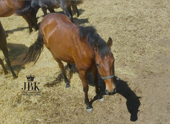 Andaluso, Castrone, 2 Anni, 155 cm, Baio