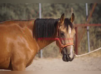 Andaluso, Castrone, 2 Anni, Falbo