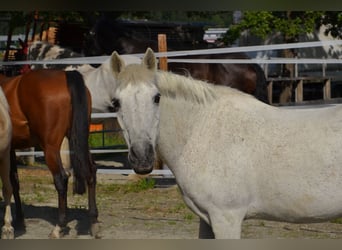 Andaluso Mix, Castrone, 30 Anni, 140 cm, Grigio