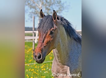 Andaluso, Castrone, 3 Anni, 148 cm, Baio roano
