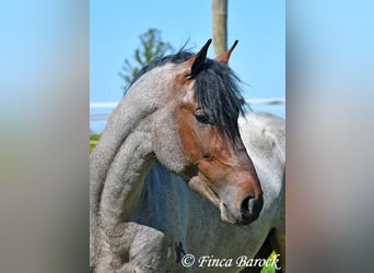 Andaluso, Castrone, 3 Anni, 148 cm, Baio roano