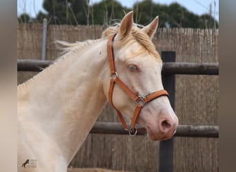 Andaluso, Castrone, 3 Anni, 150 cm, Cremello