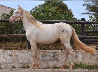 Andaluso, Castrone, 3 Anni, 150 cm, Cremello