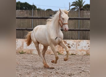 Andaluso, Castrone, 3 Anni, 150 cm, Cremello