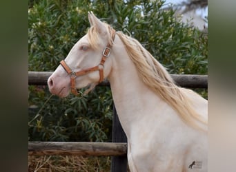 Andaluso, Castrone, 3 Anni, 150 cm, Cremello