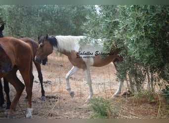 Andaluso, Castrone, 3 Anni, 151 cm, Pezzato