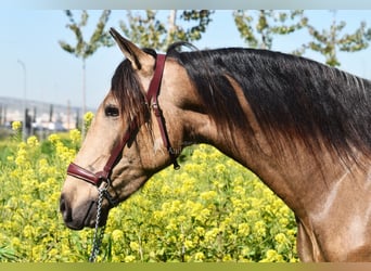 Andaluso, Castrone, 3 Anni, 152 cm, Falbo